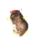 猫のななちゃん①（個別スタンプ：37）