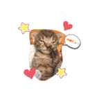 猫のななちゃん①（個別スタンプ：38）