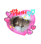 猫のななちゃん①（個別スタンプ：39）