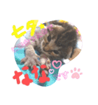 猫のななちゃん①（個別スタンプ：40）