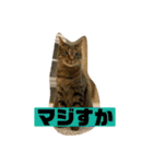 チーちゃんスタンプseries②（個別スタンプ：1）