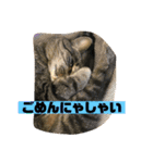 チーちゃんスタンプseries②（個別スタンプ：3）