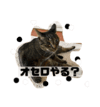 チーちゃんスタンプseries②（個別スタンプ：10）