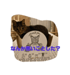 チーちゃんスタンプseries②（個別スタンプ：16）