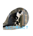 地域猫のうしくん（個別スタンプ：1）