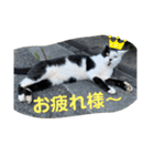 地域猫のうしくん（個別スタンプ：2）