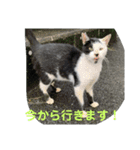 地域猫のうしくん（個別スタンプ：4）