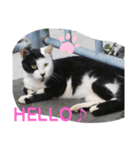 地域猫のうしくん（個別スタンプ：5）