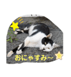 地域猫のうしくん（個別スタンプ：6）