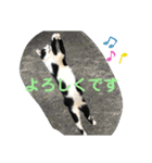 地域猫のうしくん（個別スタンプ：8）
