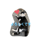 地域猫のうしくん（個別スタンプ：10）