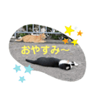 地域猫のうしくん（個別スタンプ：11）