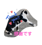地域猫のうしくん（個別スタンプ：12）
