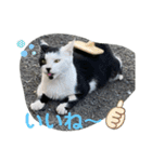 地域猫のうしくん（個別スタンプ：13）