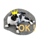 地域猫のうしくん（個別スタンプ：14）