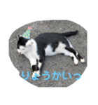 地域猫のうしくん（個別スタンプ：15）