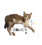 我が家の猫 挨拶（個別スタンプ：12）