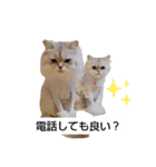 我が家の猫 挨拶（個別スタンプ：15）