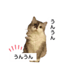 我が家の猫 挨拶（個別スタンプ：21）