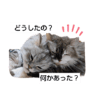 我が家の猫 挨拶（個別スタンプ：23）