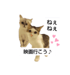 我が家の猫 挨拶（個別スタンプ：39）