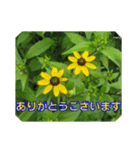 街中の植物で会話 2（個別スタンプ：1）