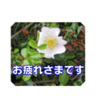 街中の植物で会話 2（個別スタンプ：4）