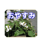 街中の植物で会話 2（個別スタンプ：5）