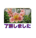 街中の植物で会話 2（個別スタンプ：6）