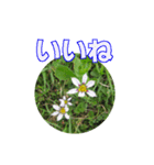 街中の植物で会話 2（個別スタンプ：7）