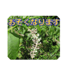 街中の植物で会話 2（個別スタンプ：8）