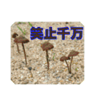 街中の植物で会話 2（個別スタンプ：9）