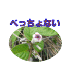 街中の植物で会話 2（個別スタンプ：12）