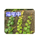 街中の植物で会話 2（個別スタンプ：13）