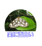 街中の植物で会話 2（個別スタンプ：14）