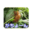 街中の植物で会話 2（個別スタンプ：15）