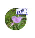 街中の植物で会話 2（個別スタンプ：16）