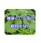 街中の植物で会話 2（個別スタンプ：18）