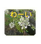 街中の植物で会話 2（個別スタンプ：19）