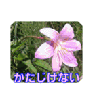 街中の植物で会話 2（個別スタンプ：20）