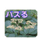 街中の植物で会話 2（個別スタンプ：24）
