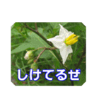 街中の植物で会話 2（個別スタンプ：27）