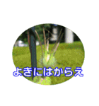 街中の植物で会話 2（個別スタンプ：28）