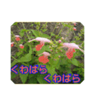 街中の植物で会話 2（個別スタンプ：30）