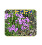 街中の植物で会話 2（個別スタンプ：31）