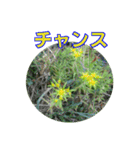 街中の植物で会話 2（個別スタンプ：32）