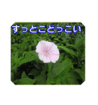 街中の植物で会話 2（個別スタンプ：33）