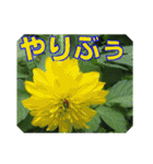 街中の植物で会話 2（個別スタンプ：34）