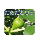 街中の植物で会話 2（個別スタンプ：35）