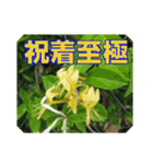 街中の植物で会話 2（個別スタンプ：36）